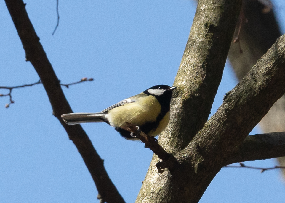 Parus major Linnaeus, 1758