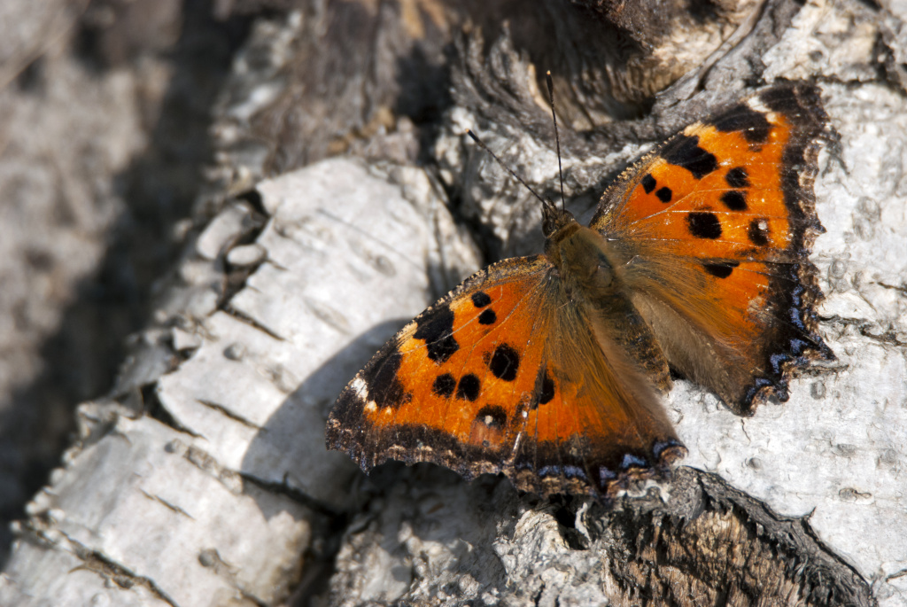 Nymphalis xanthomelas (Esper, 1781)