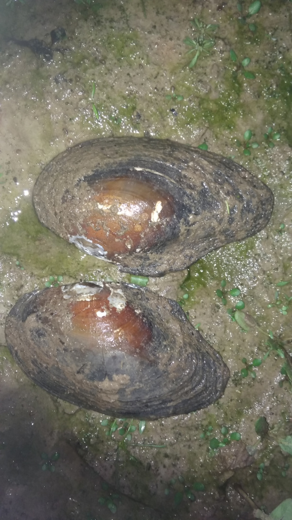 Unionidae