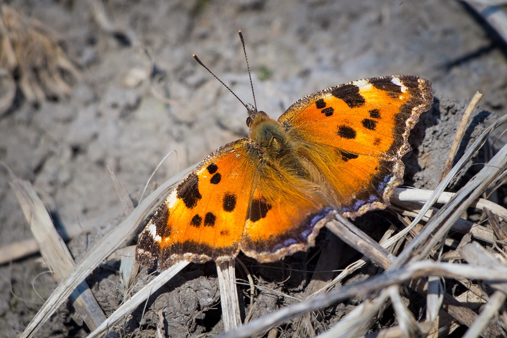 Nymphalis xanthomelas (Esper, 1781)
