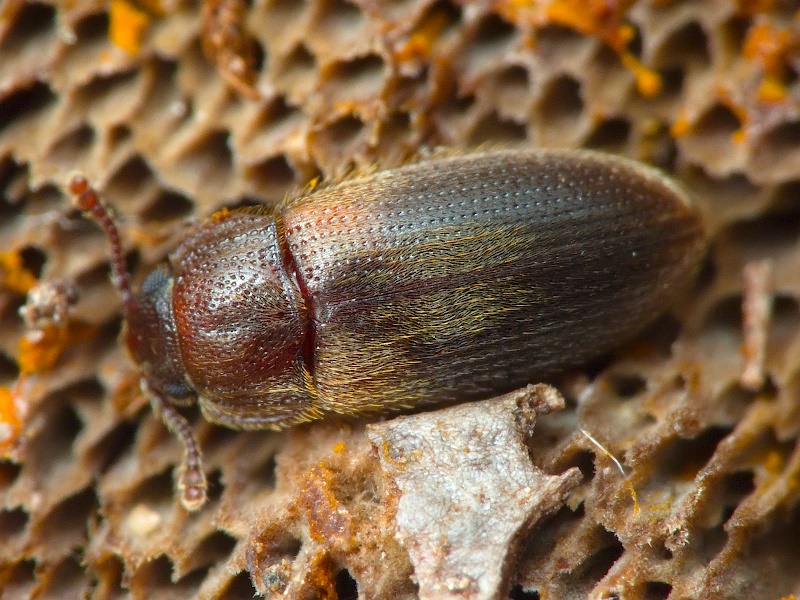 Diplocoelus fagi (Chevrolat, 1837)