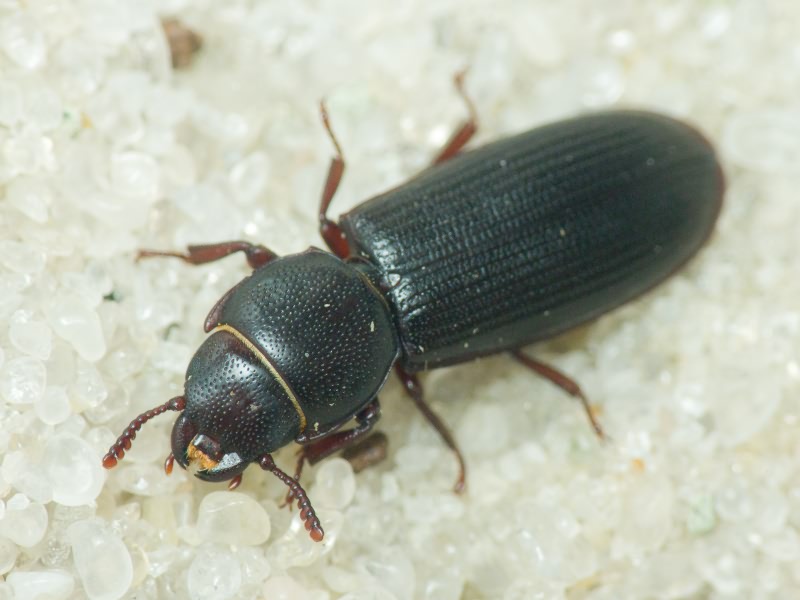 Tenebroides fuscus (Goeze, 1777)