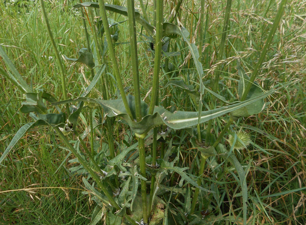 Dipsacus laciniatus L.