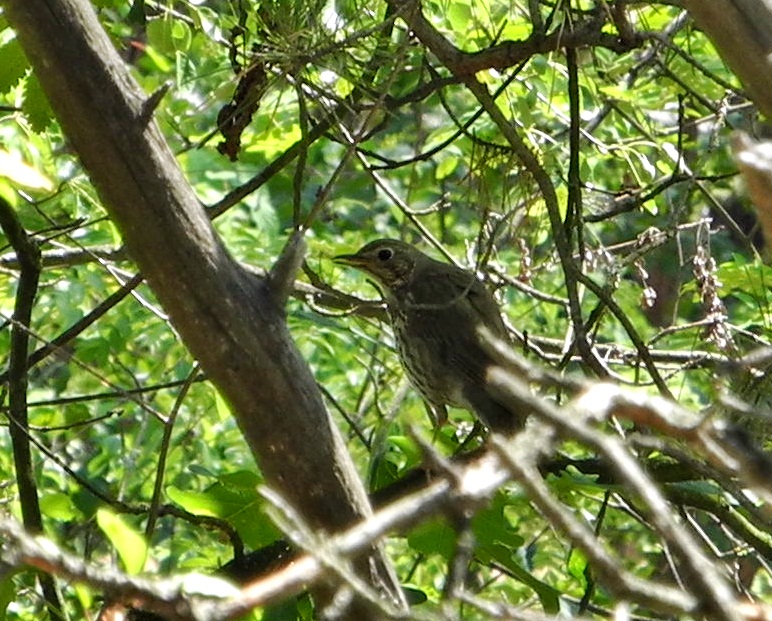 Turdus philomelos C.L.Brehm, 1831