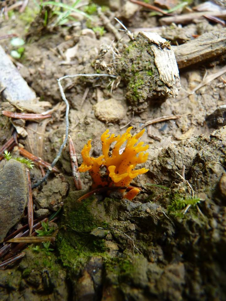 Calocera viscosa (Pers.) Fr.