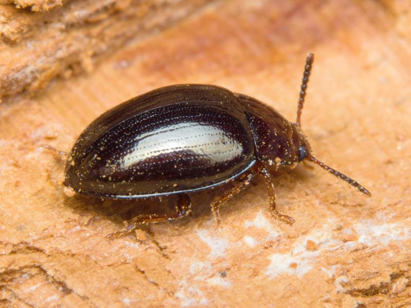 Scaphidema metallicum (Fabricius, 1792)