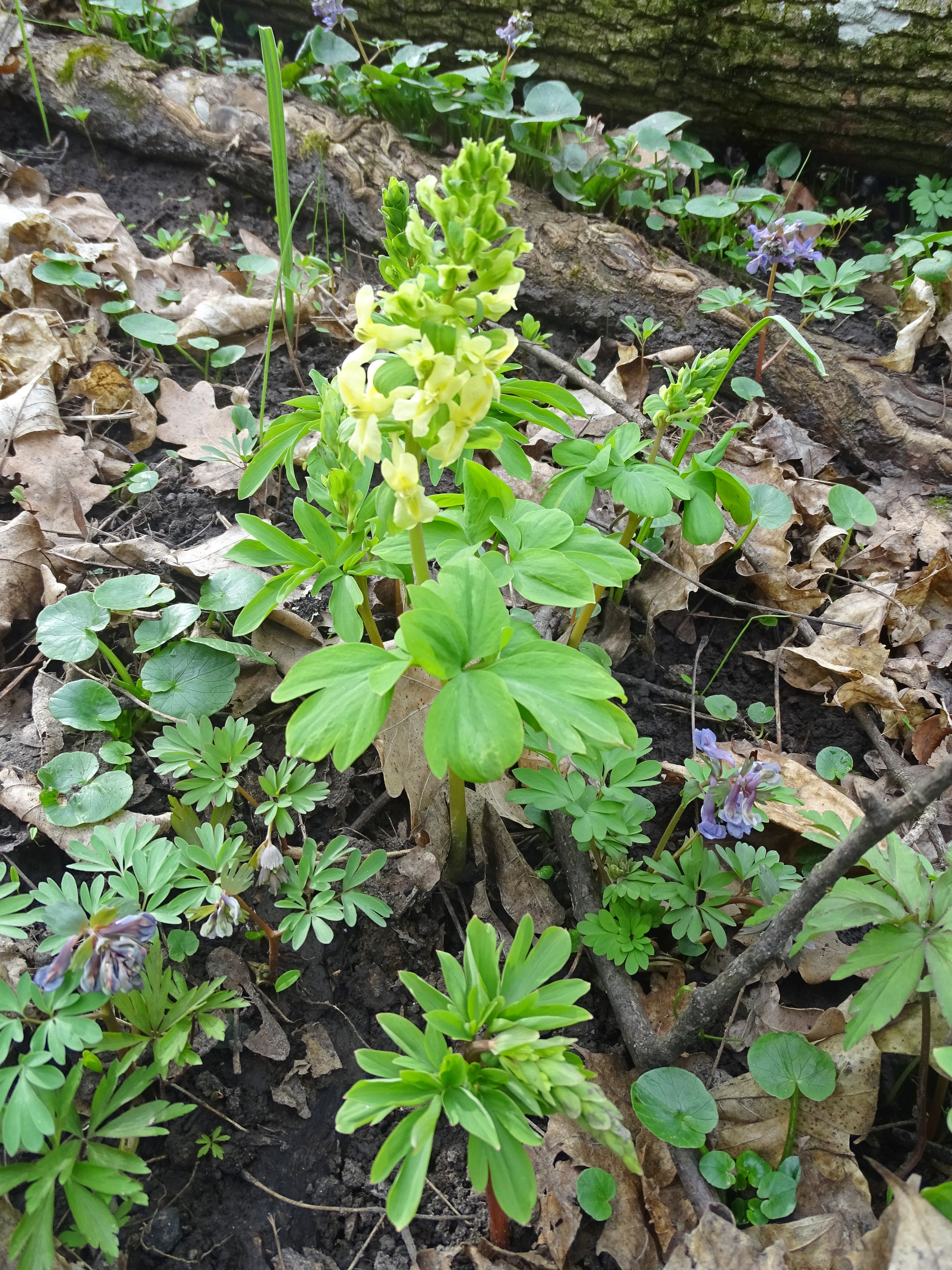 Corydalis cava subsp. marschalliana (Willd.) Hayek