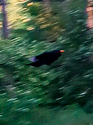 Turdus merula Linnaeus, 1758
