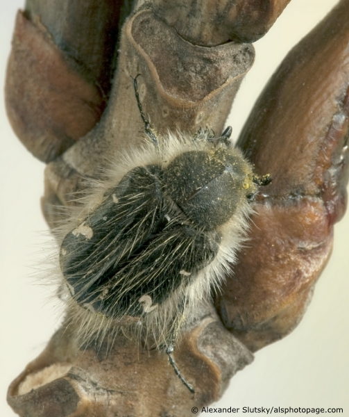 Tropinota (Epicometis) hirta (Poda, 1761)