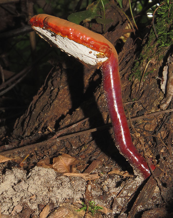 Ganoderma lucidum (Curtis) P.Karst.