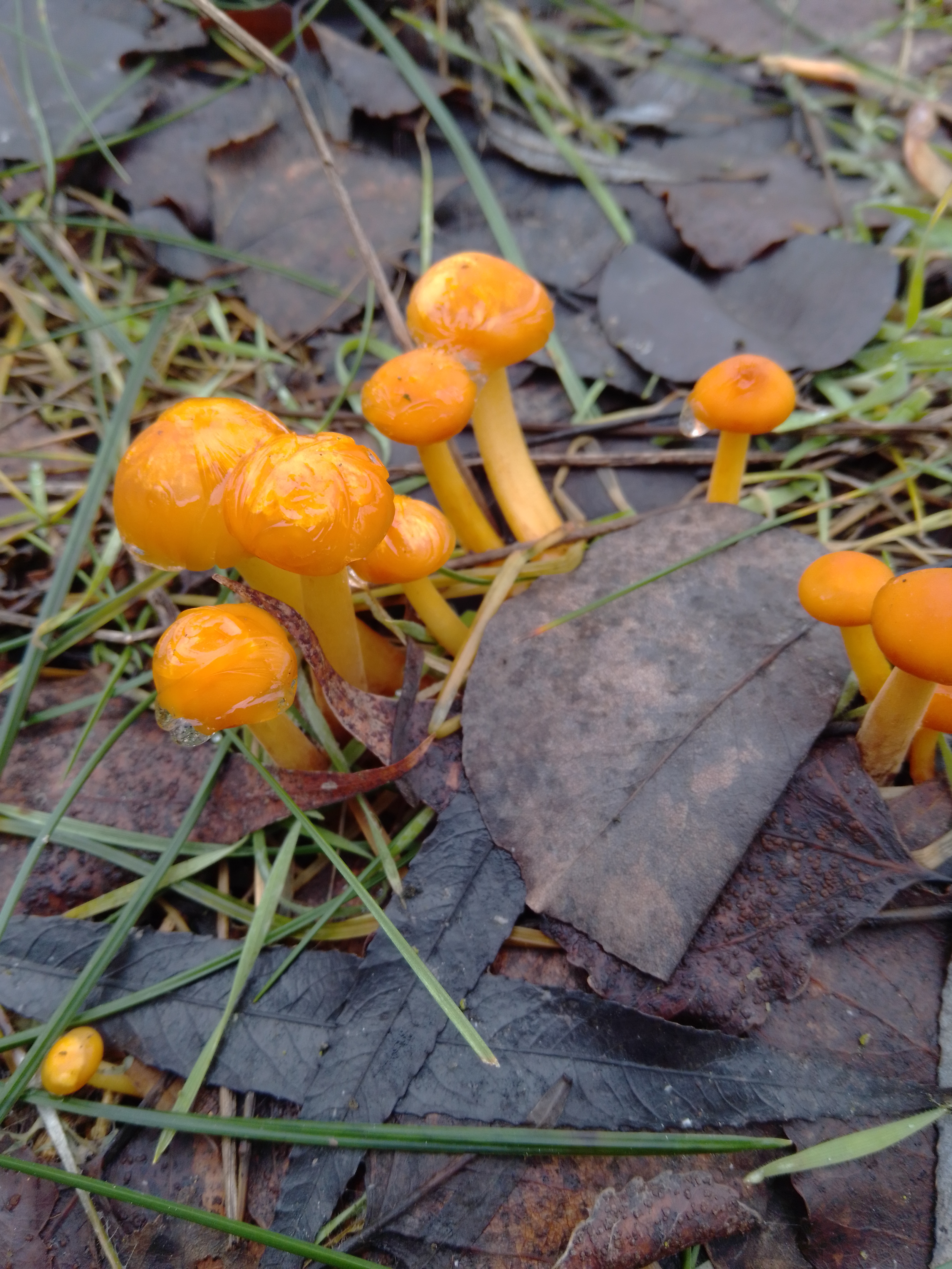 Hygrophoropsis aurantiaca (Wulfen) Maire