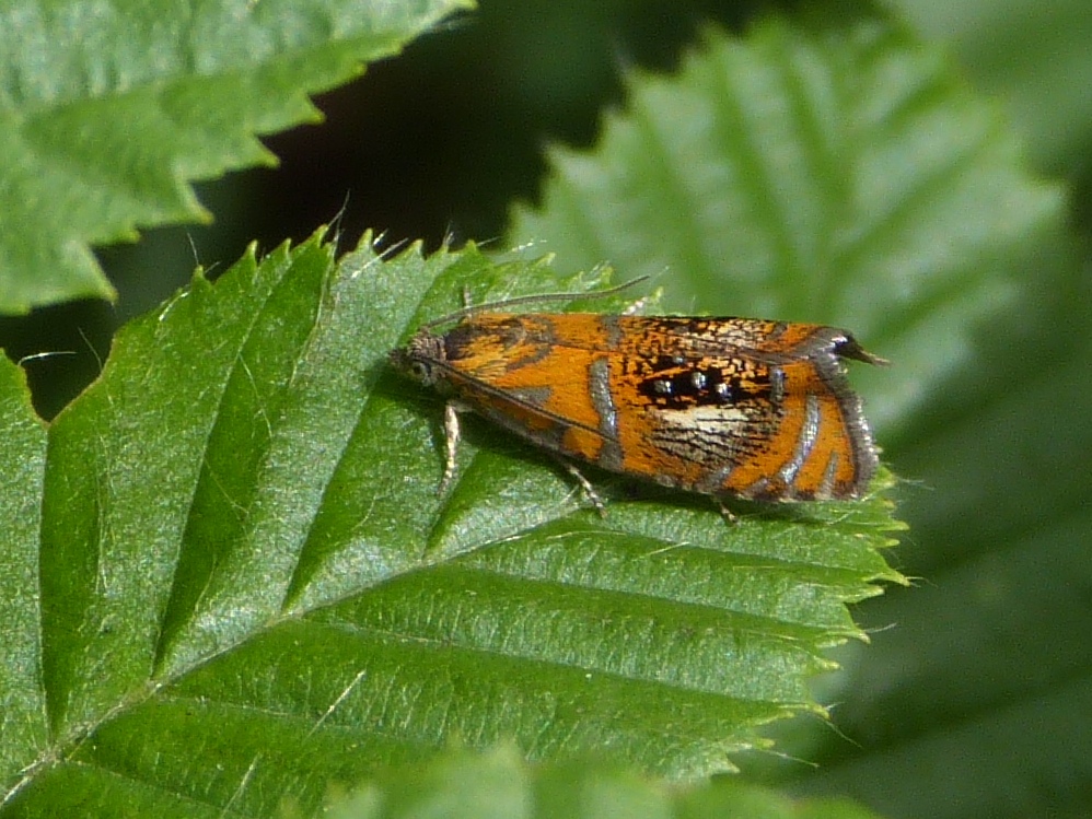 Olethreutes arcuella (Clerck, 1759)