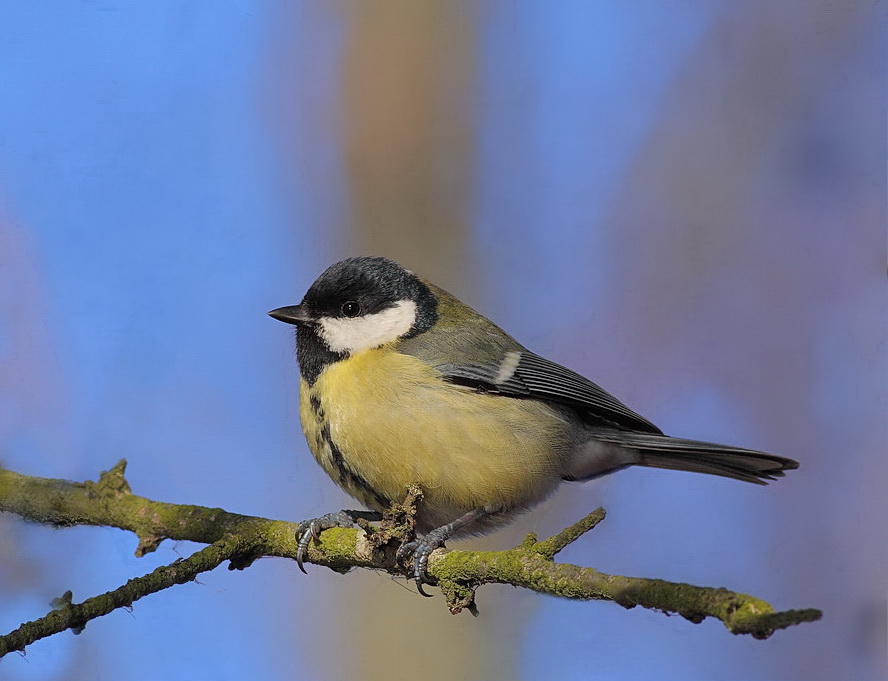 Parus major Linnaeus, 1758