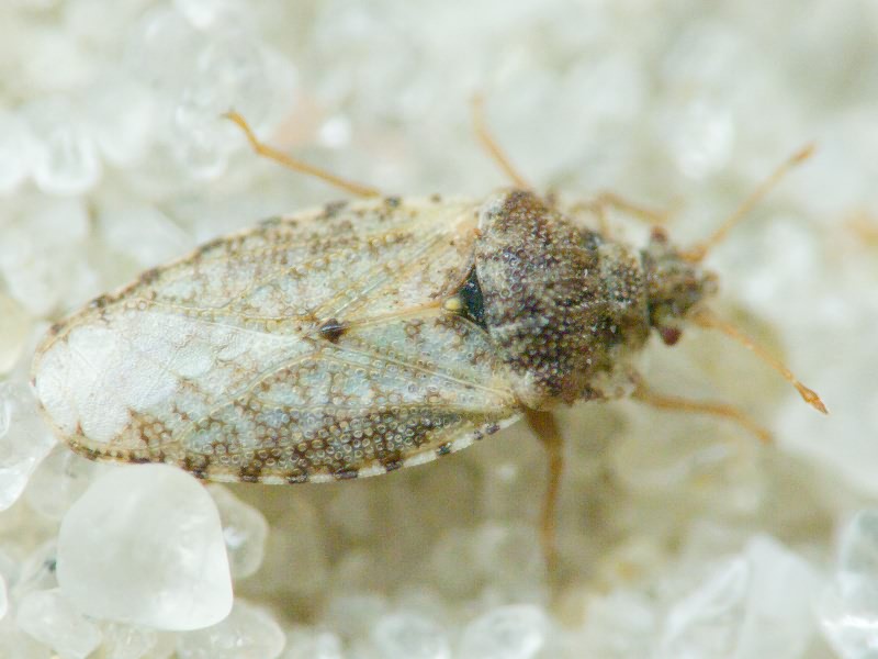 Parapiesma quadratum (Fieber, 1844)
