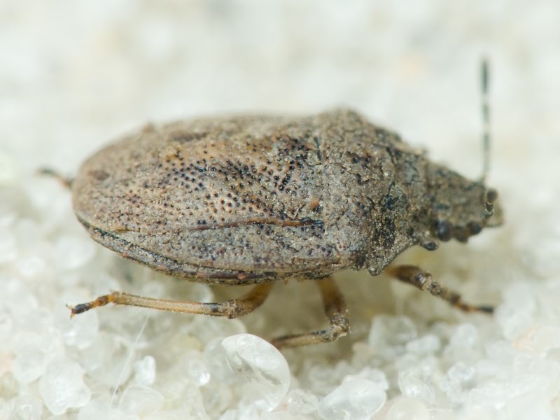 Podops (Podops) inunctus (Fabricius, 1775)