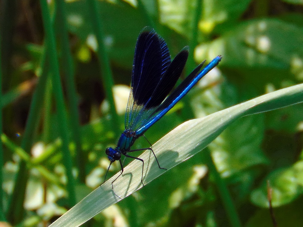 Calopteryx splendens (Harris, 1782)