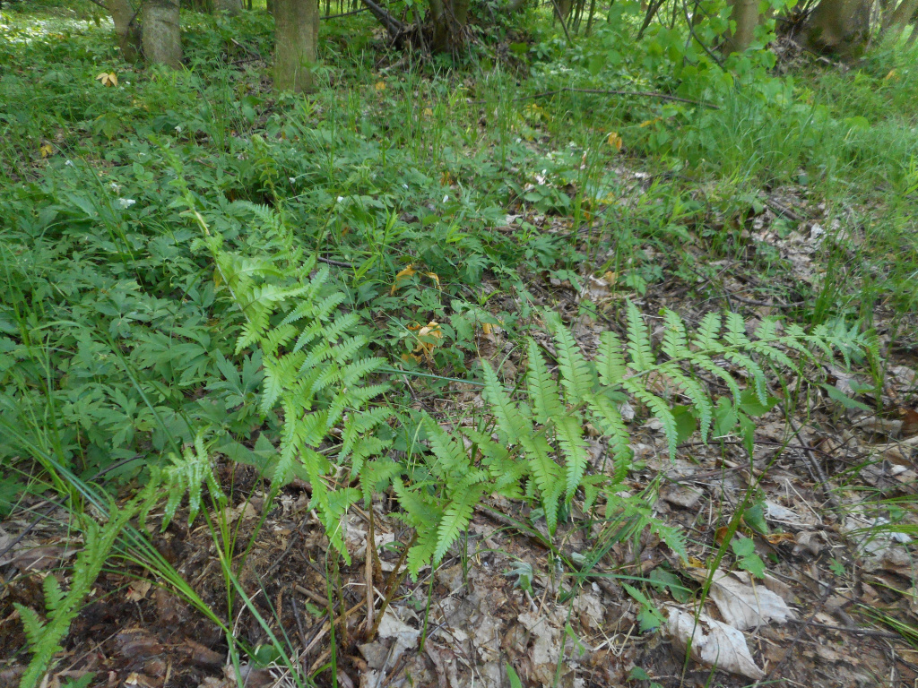 Dryopteris filix-mas (L.) Schott