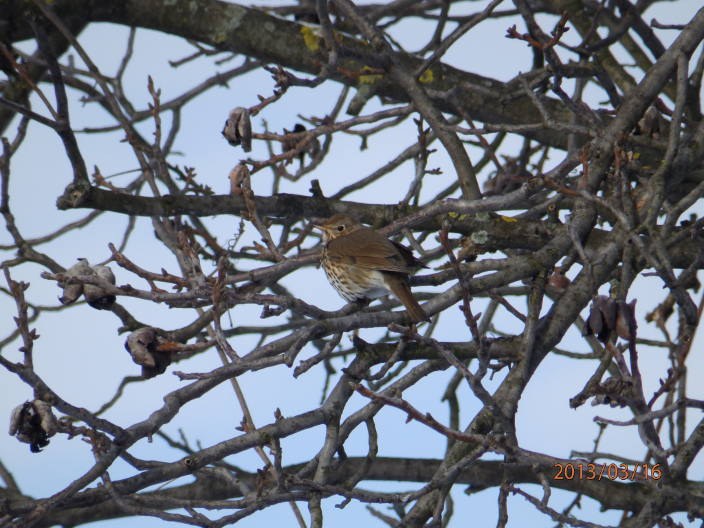 Turdus philomelos C.L.Brehm, 1831