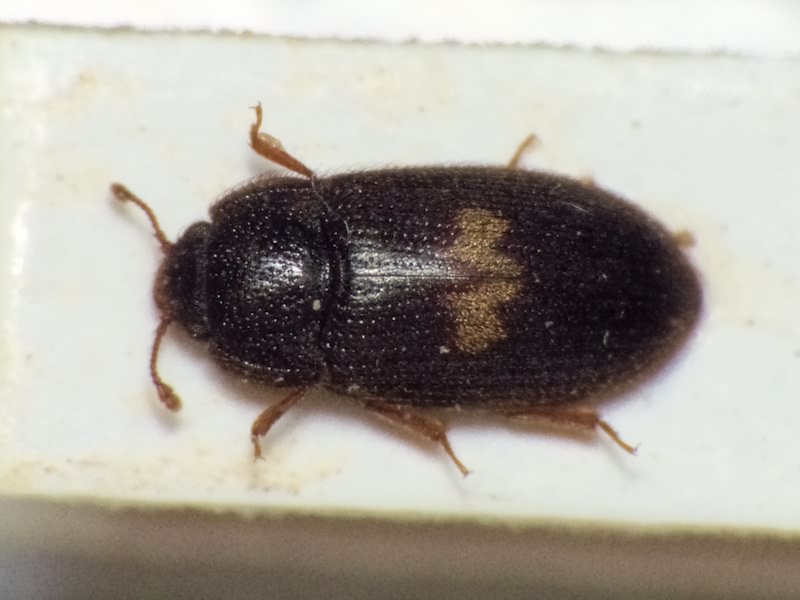Biphyllus lunatus (Fabricius, 1792)