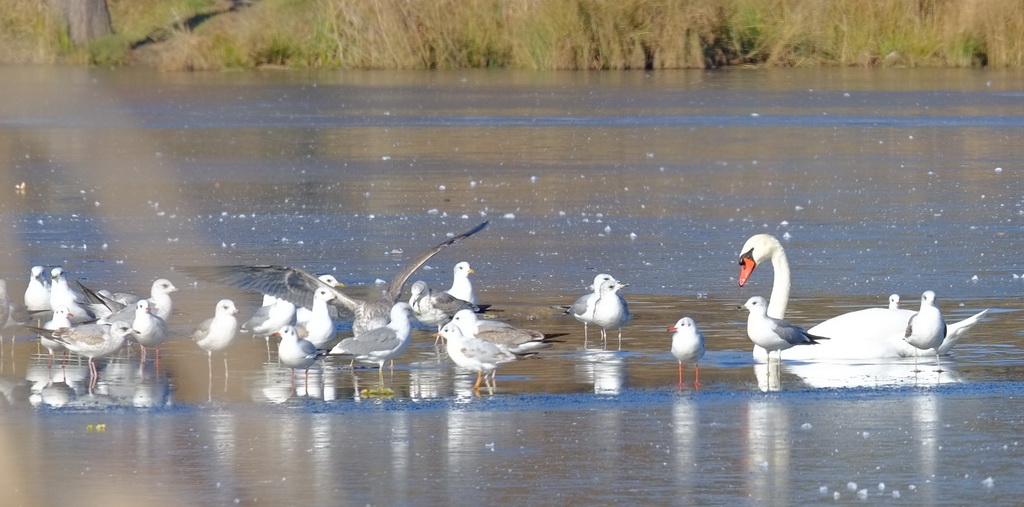 Larus canus Linnaeus, 1758