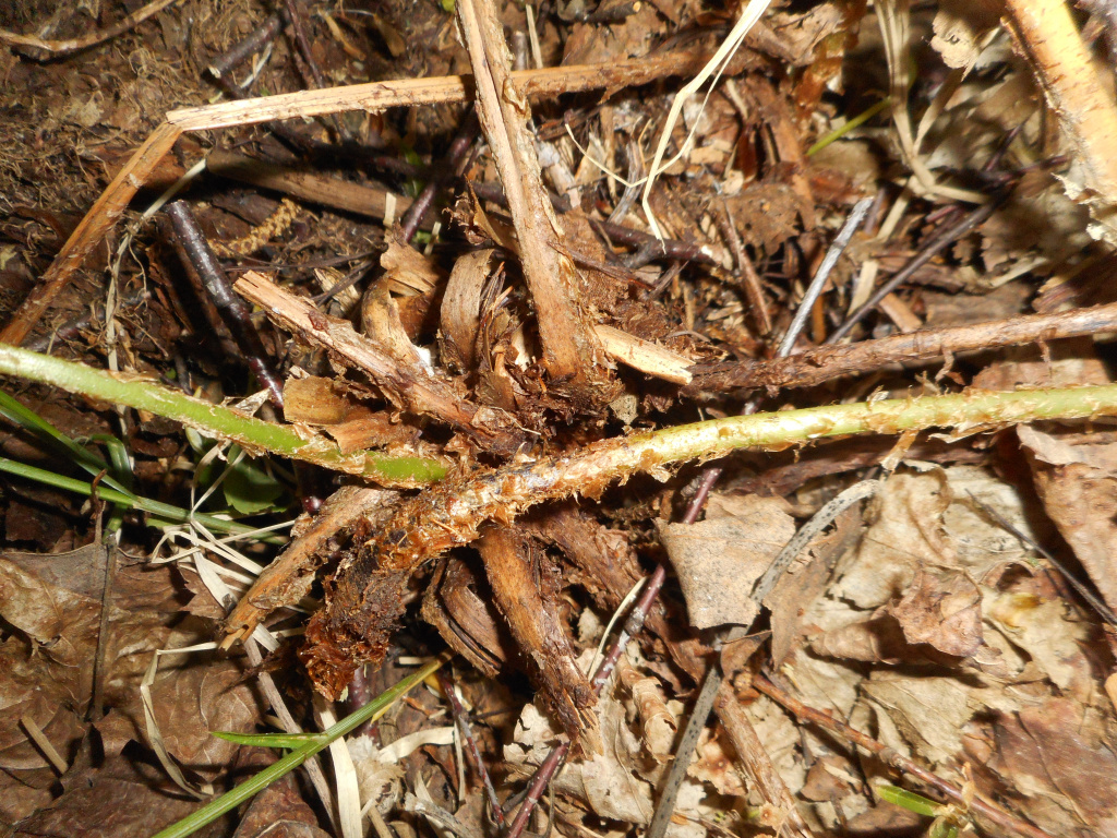 Dryopteris filix-mas (L.) Schott