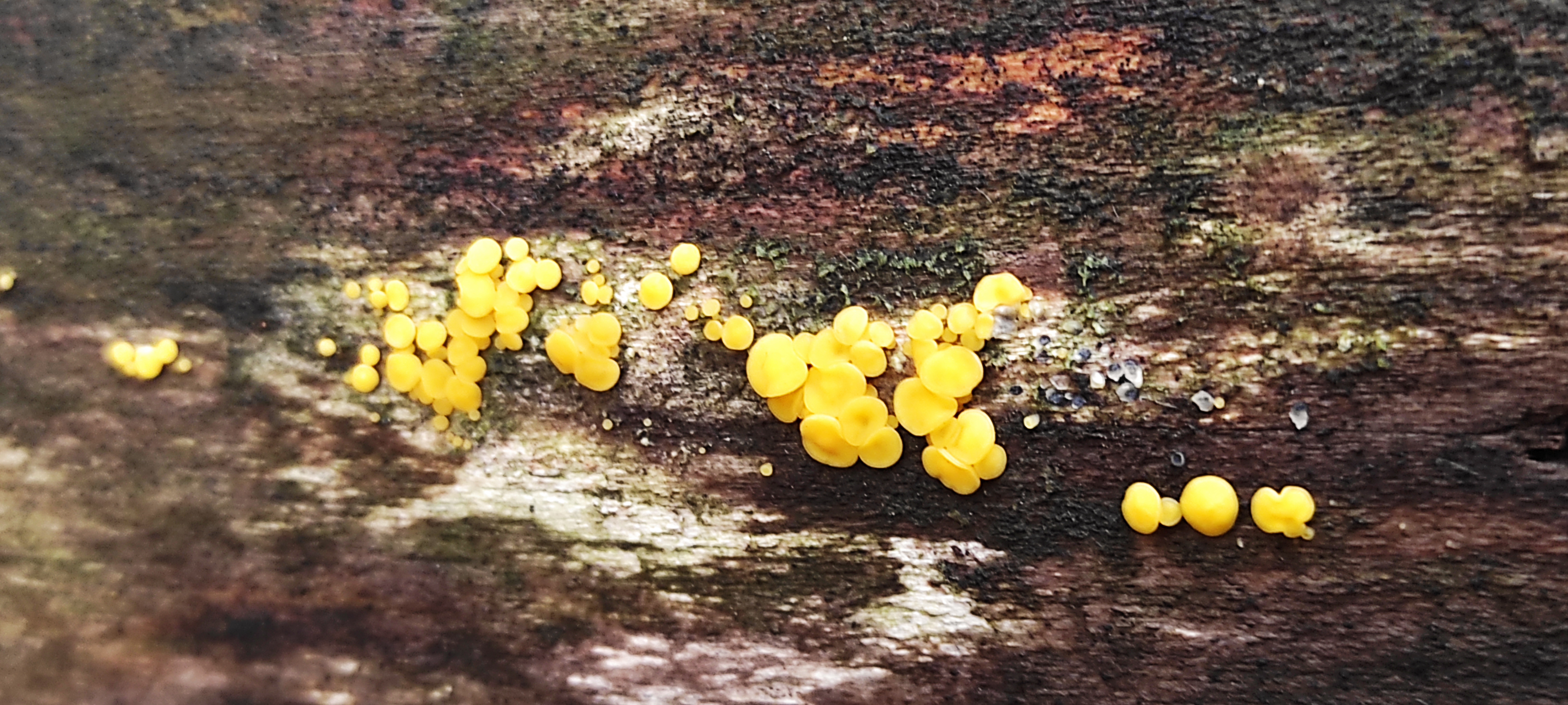 Calycina citrina (Hedw.) Gray