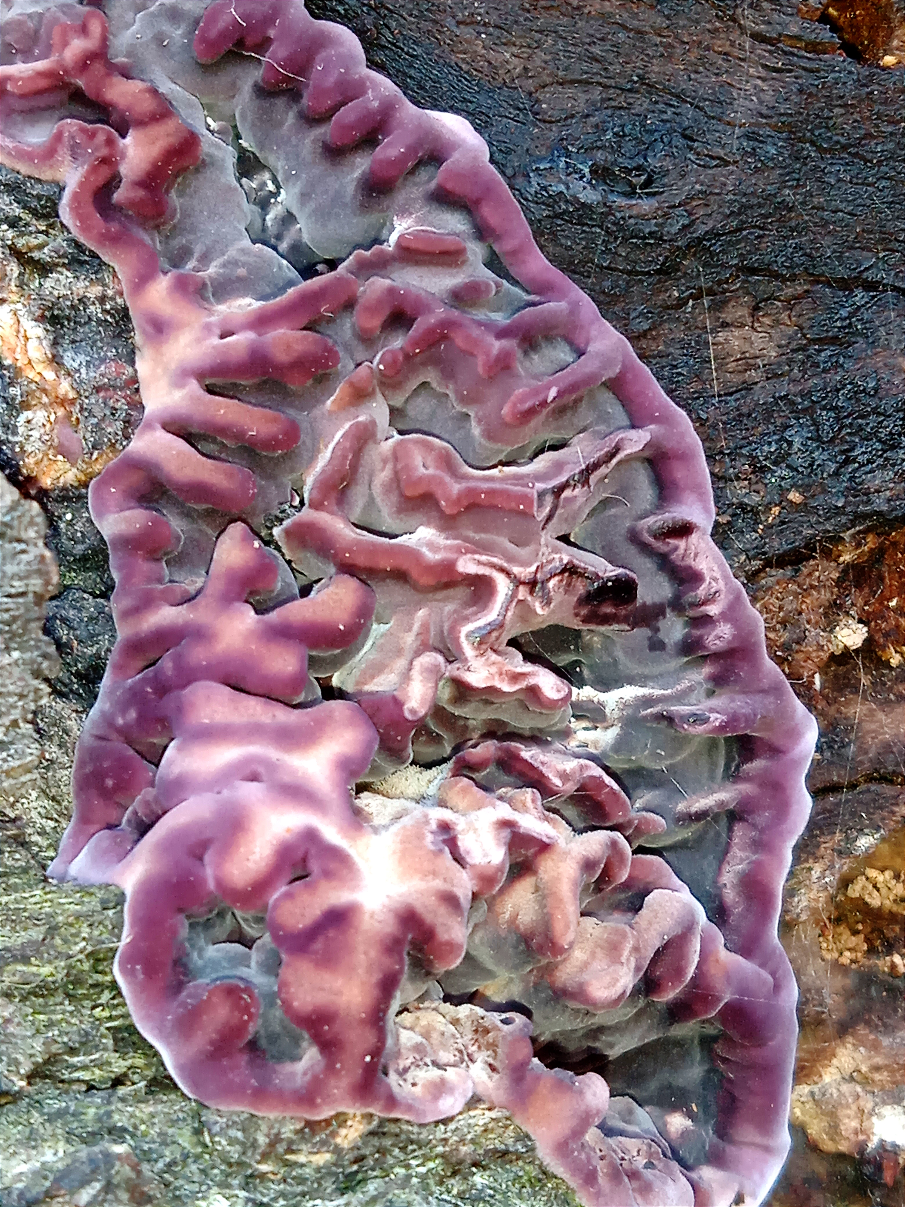 Chondrostereum purpureum (Pers.) Pouzar