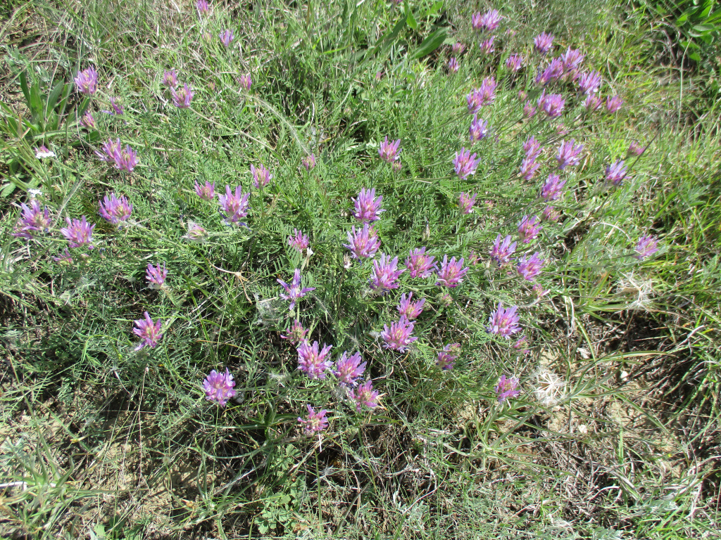 Astragalus onobrychis L.