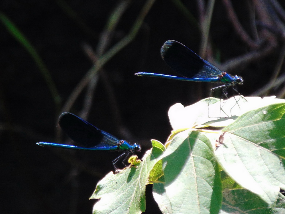 Calopteryx splendens (Harris, 1782)