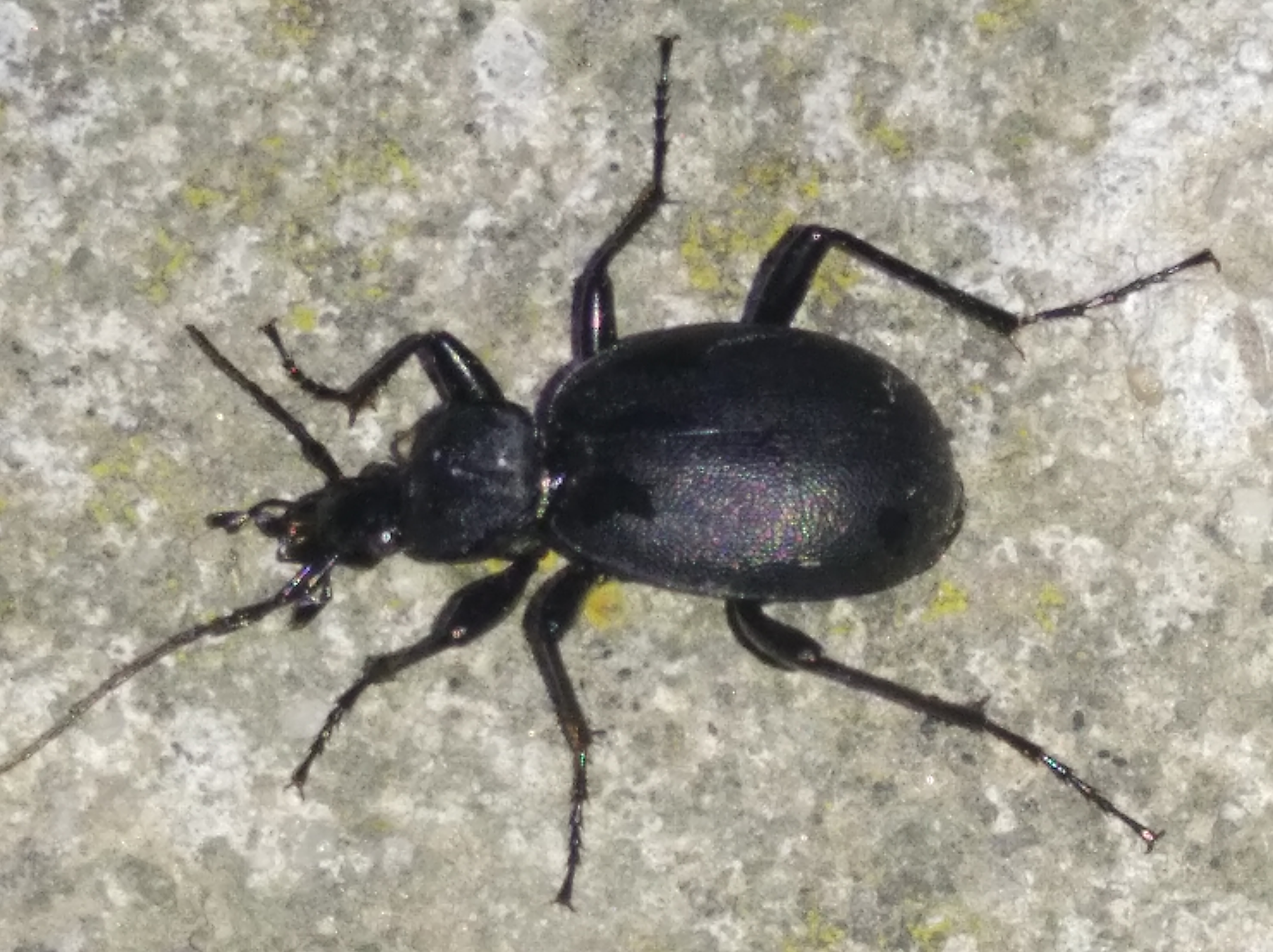 Cychrus (Cychrus) caraboides (Linnaeus, 1758)