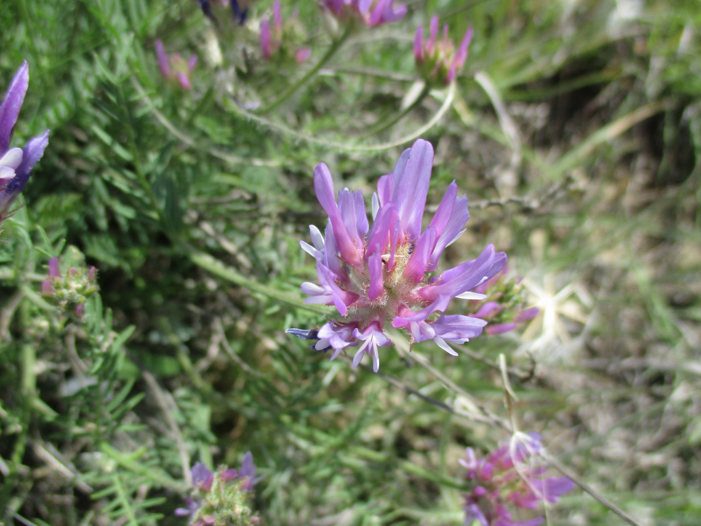 Astragalus onobrychis L.