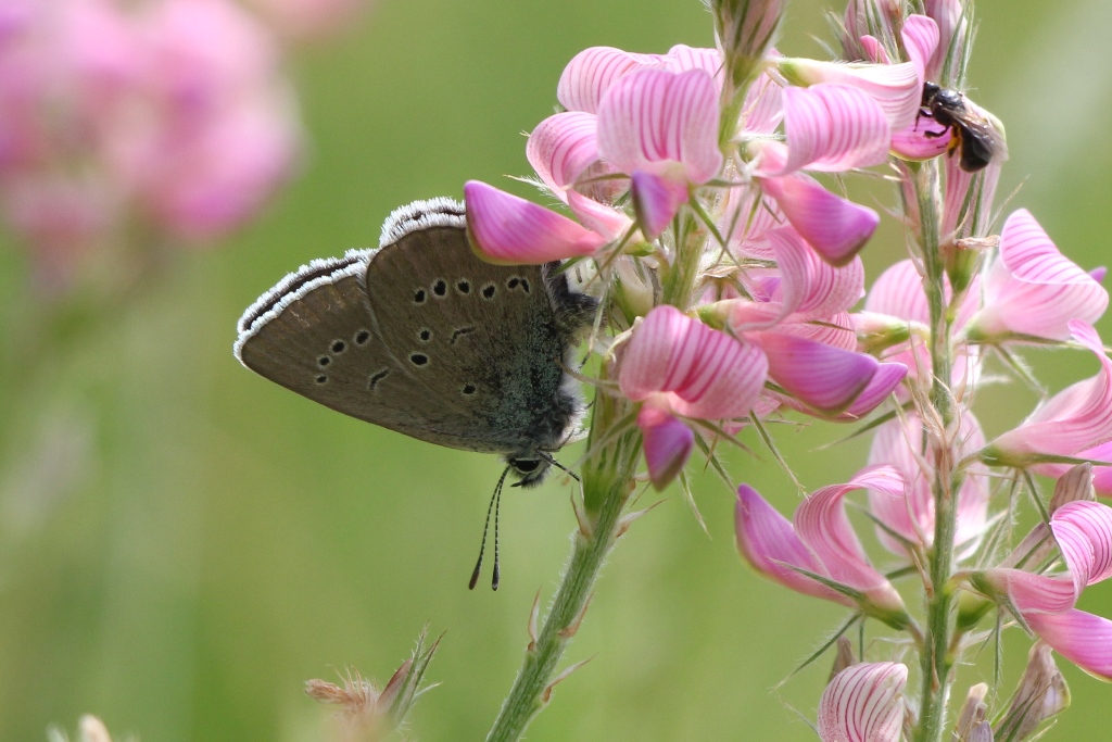 Cyaniris semiargus (Rottemburg, 1775)