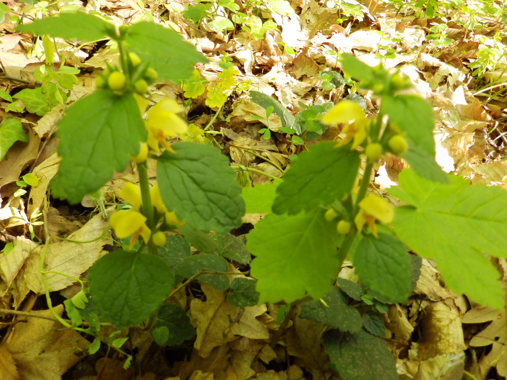 Lamium galeobdolon (L.) L.