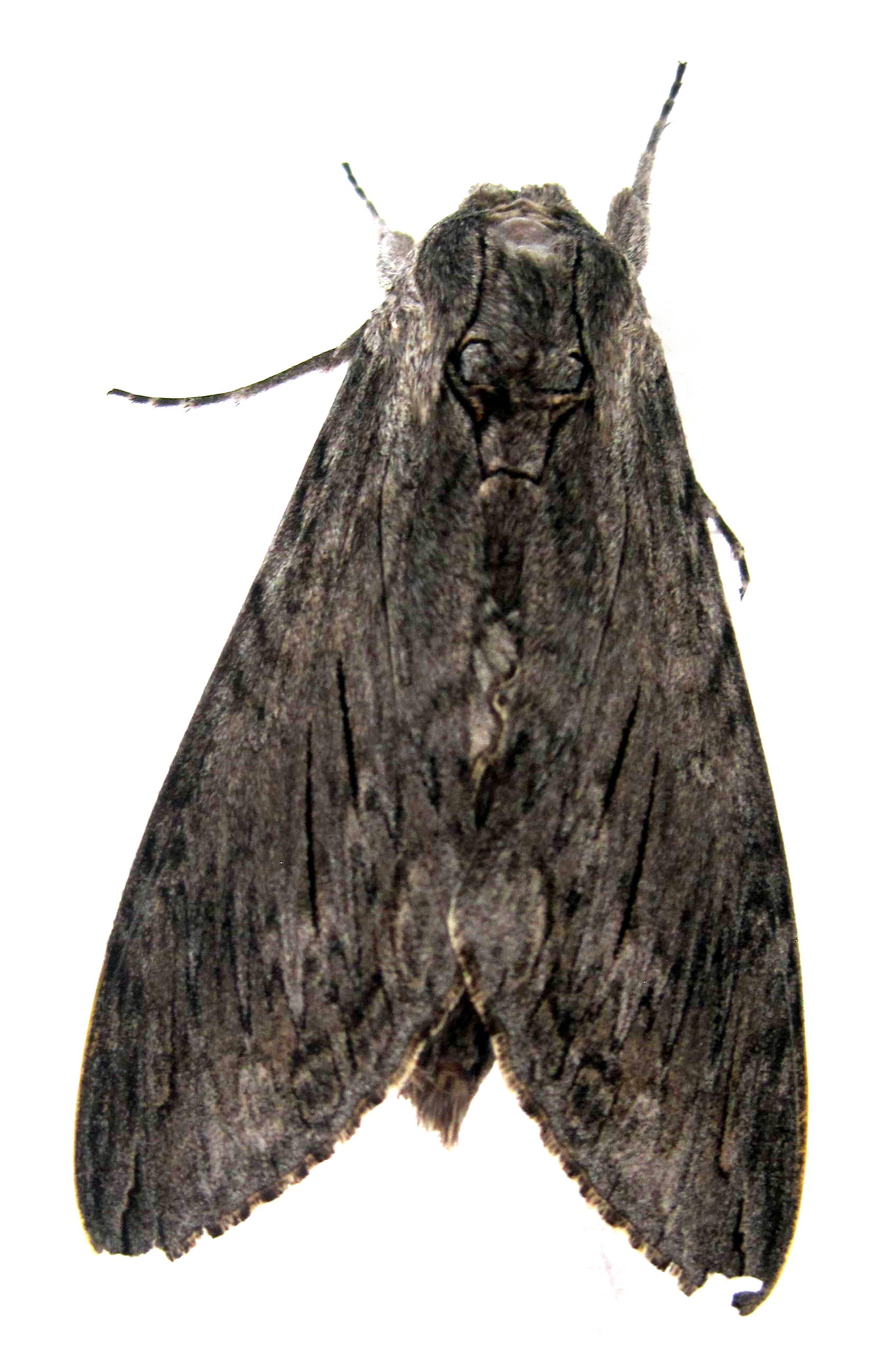 Agrius convolvuli (Linnaeus, 1758)