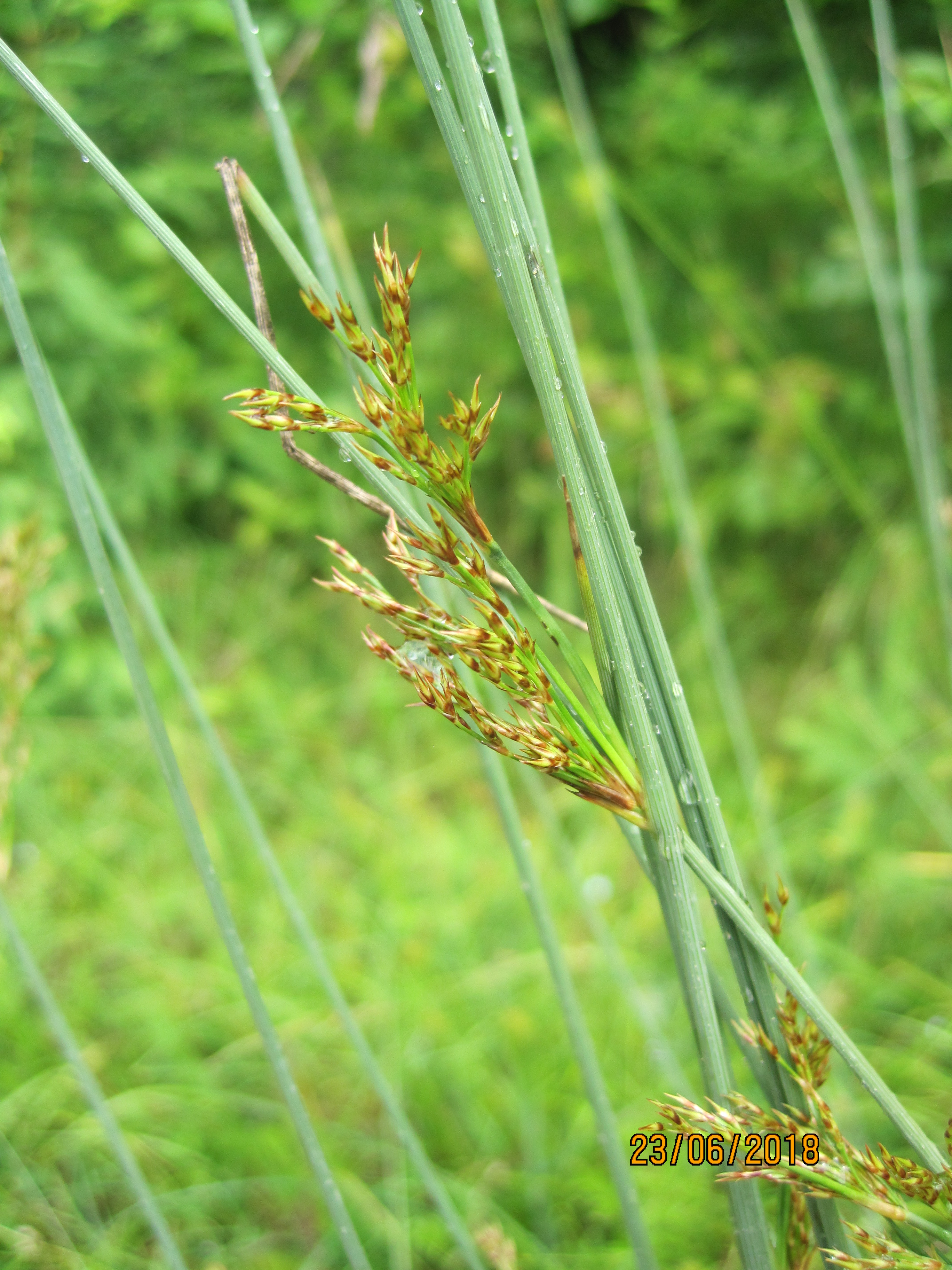 Juncus inflexus L.