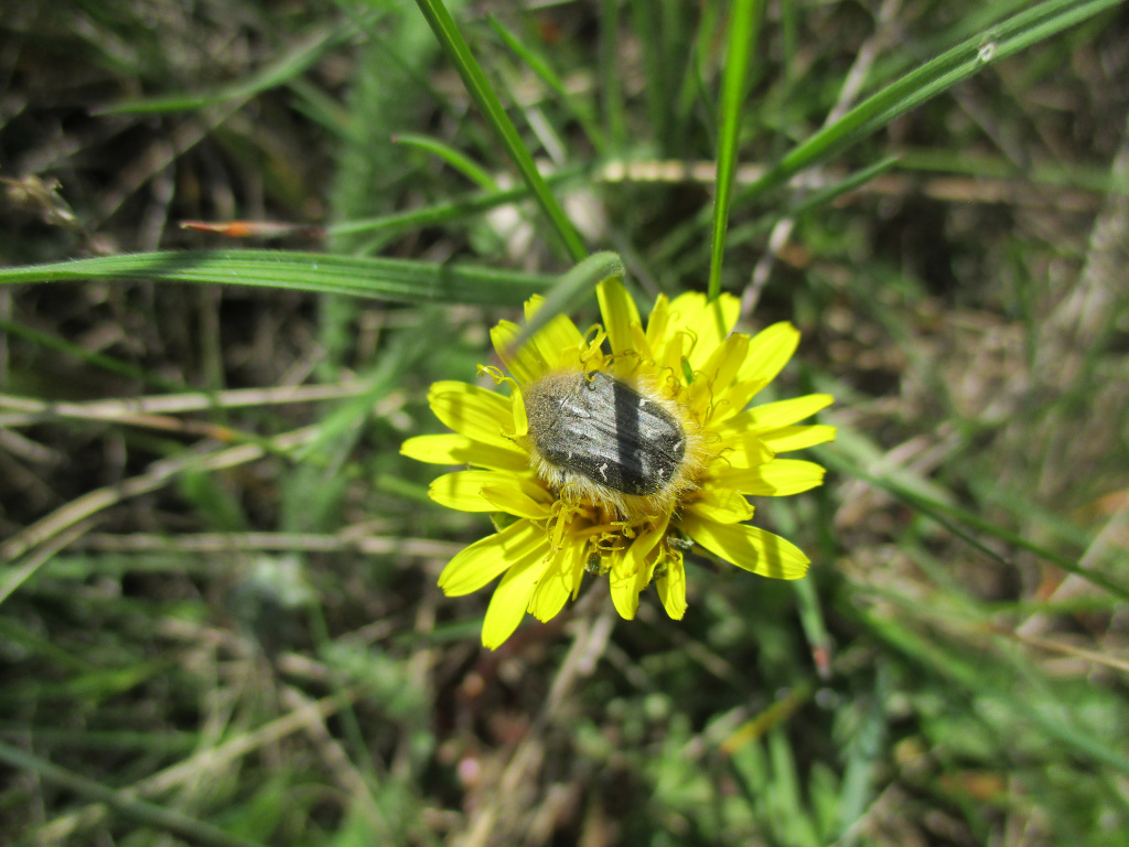 Tropinota (Epicometis) hirta (Poda, 1761)