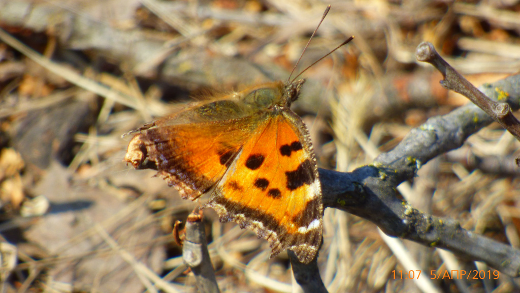 Nymphalis xanthomelas (Esper, 1781)