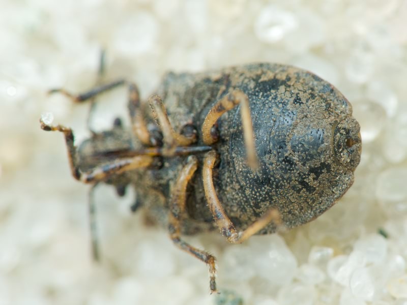 Podops (Podops) inunctus (Fabricius, 1775)