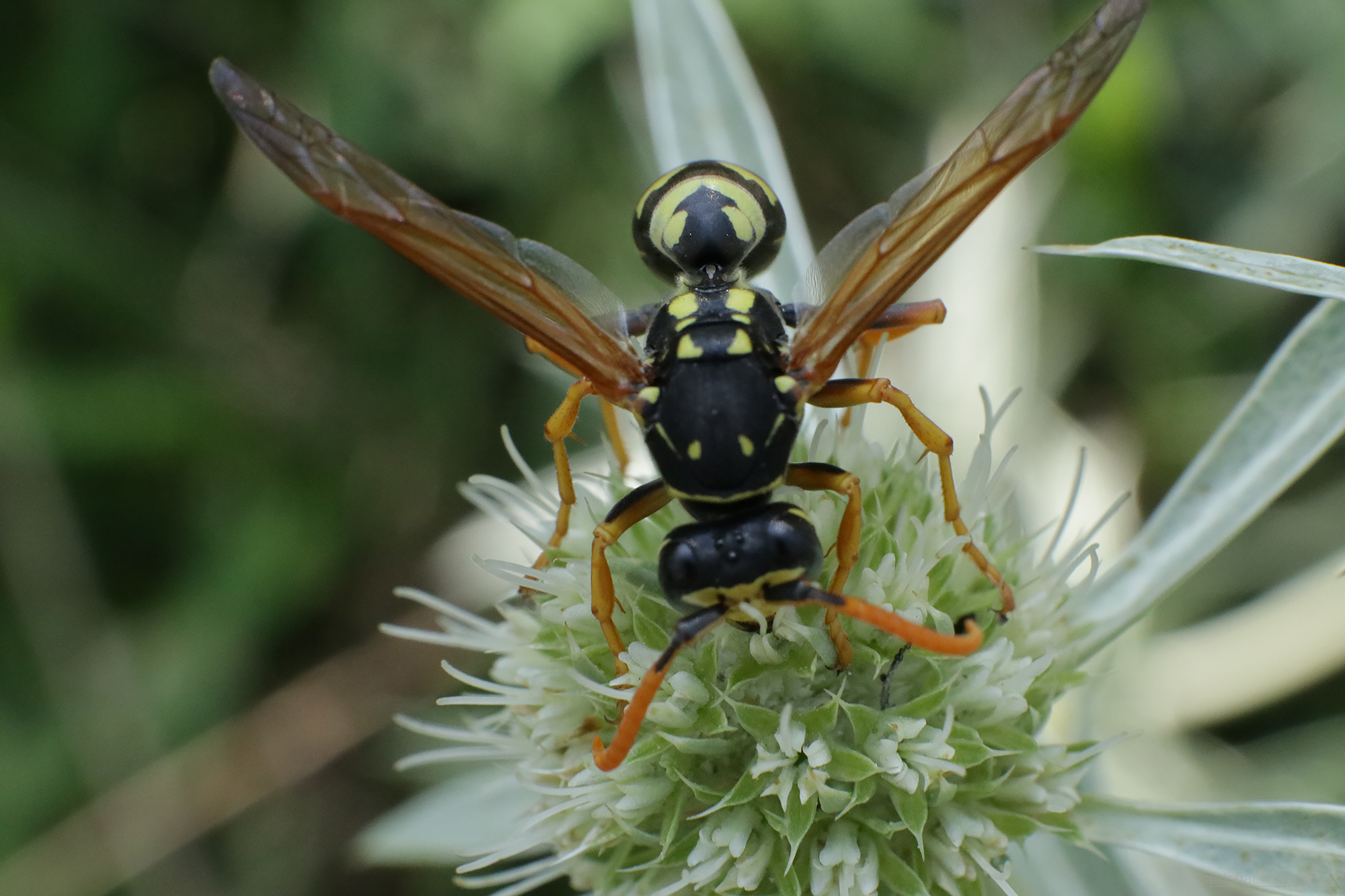 Polistes gallicus (Linnaeus, 1767)