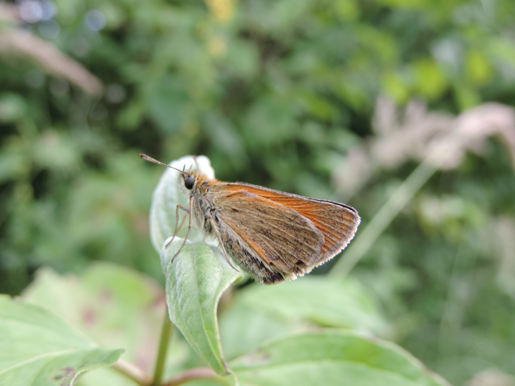 Thymelicus sylvestris (Poda von Neuhaus, 1761)