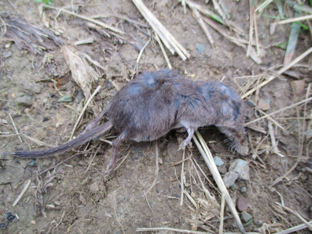 Sorex araneus Linnaeus, 1758
