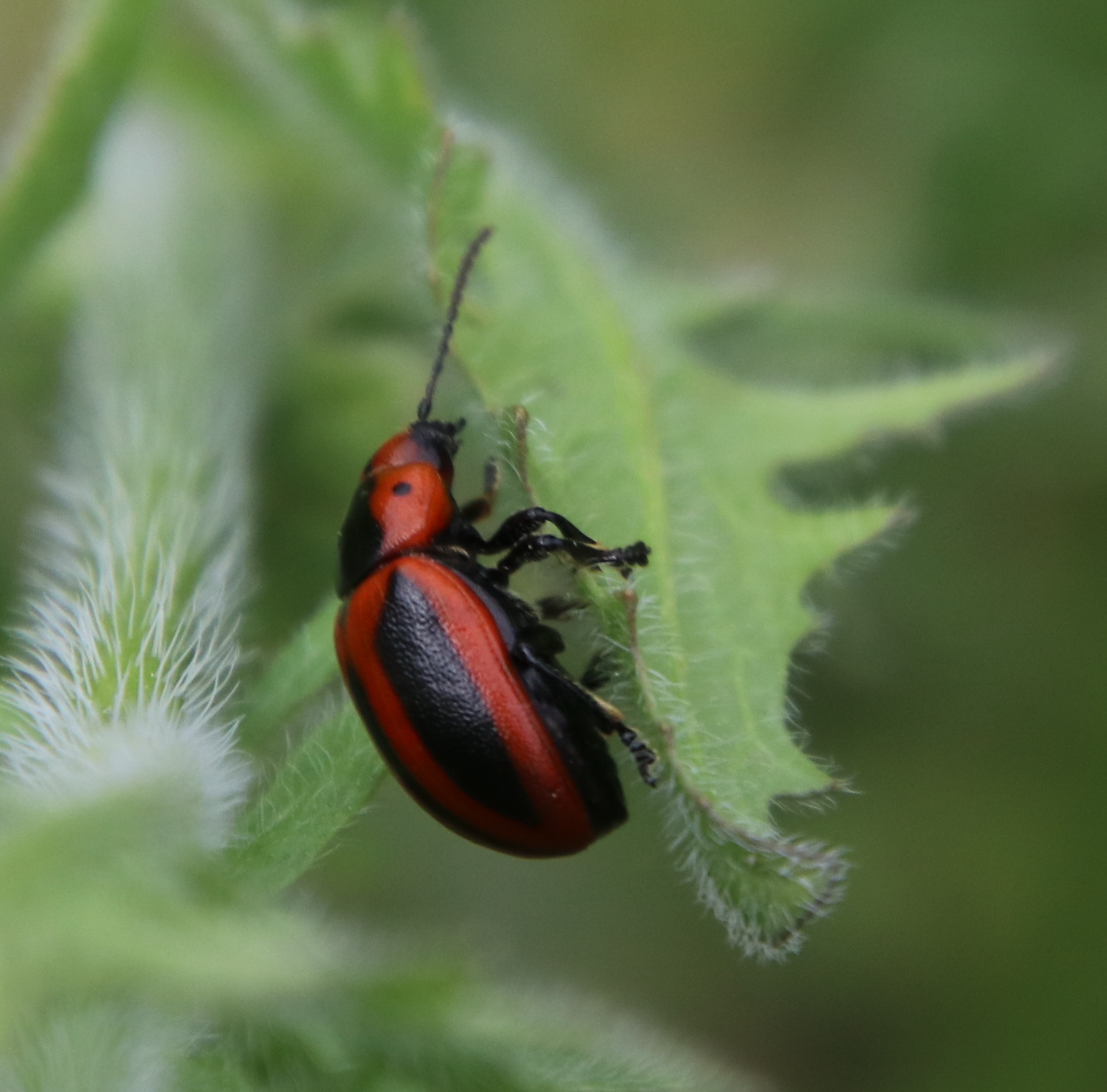 Entomoscelis adonidis (Pallas, 1771)