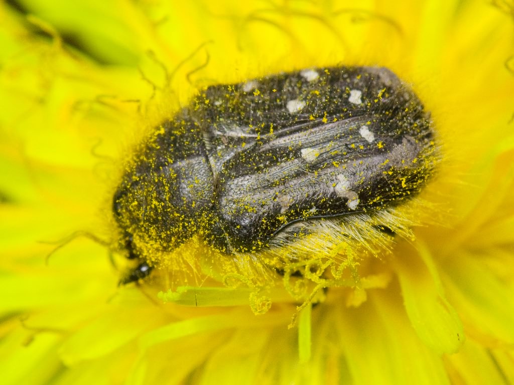 Tropinota (Epicometis) hirta (Poda, 1761)