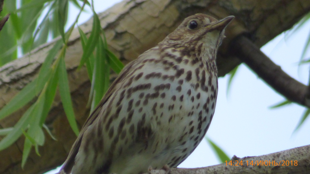 Turdus philomelos C.L.Brehm, 1831