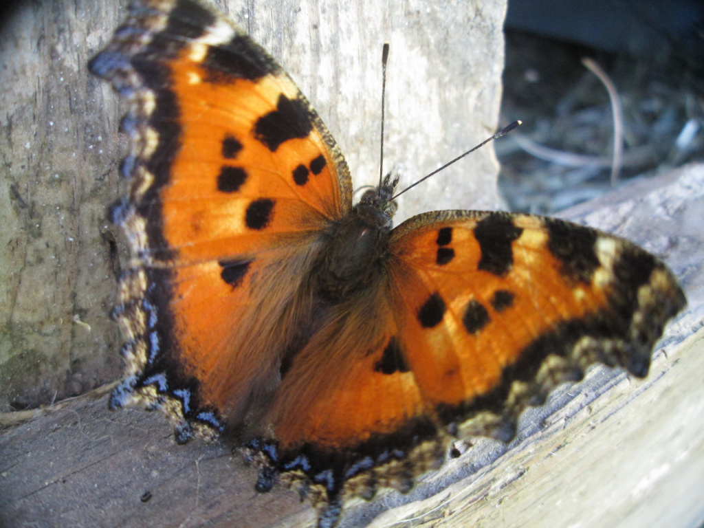 Nymphalis xanthomelas (Esper, 1781)