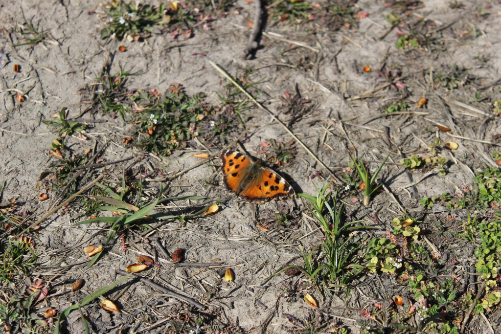 Nymphalis xanthomelas (Esper, 1781)