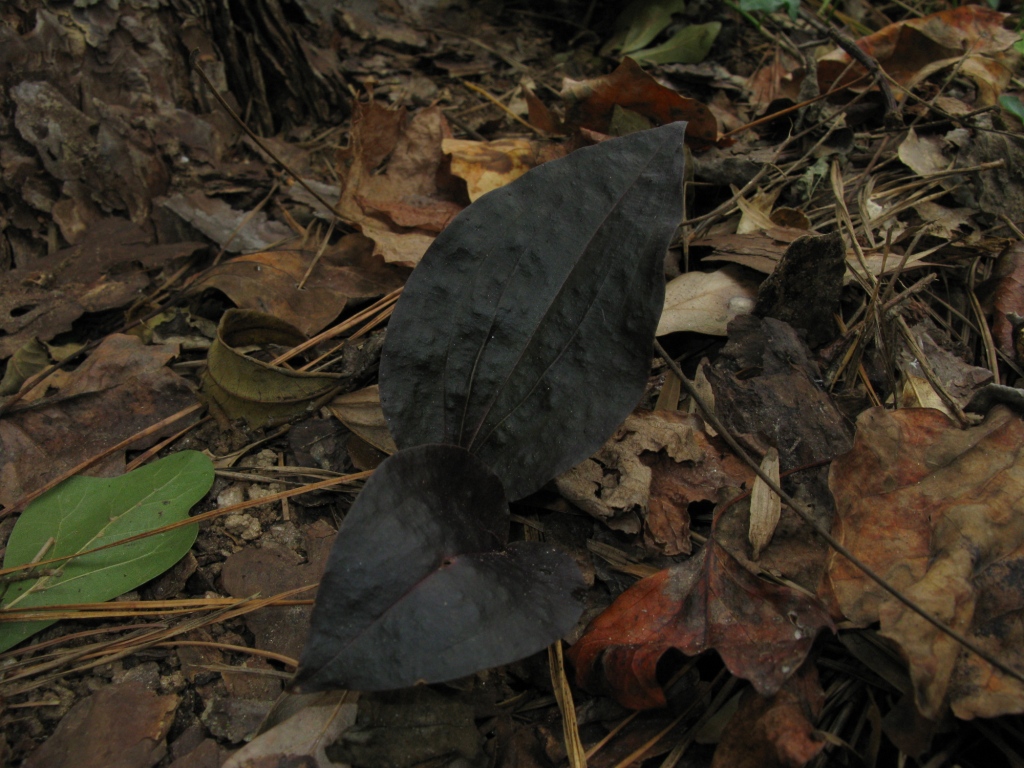 Aplectrum hyemale