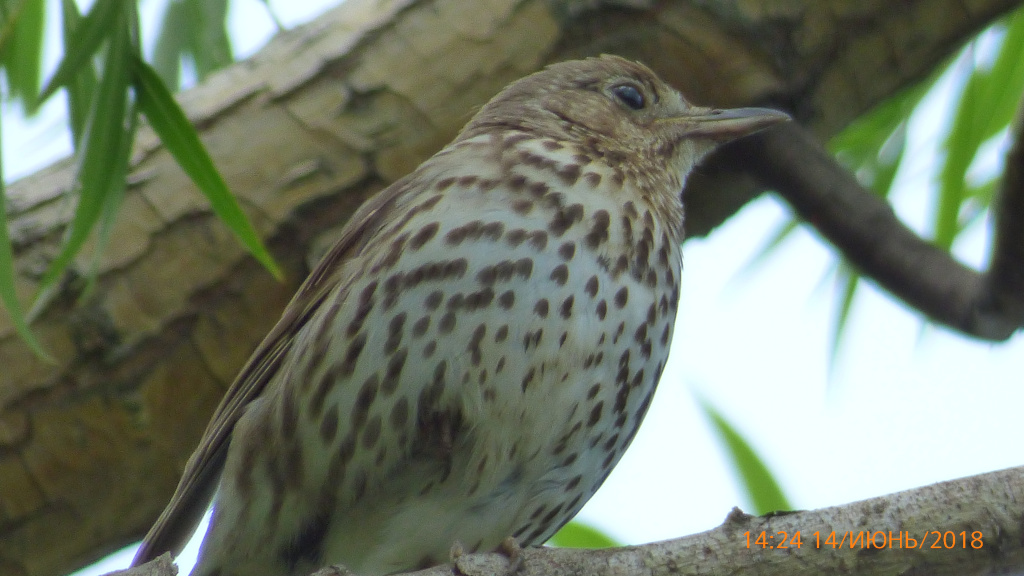 Turdus philomelos C.L.Brehm, 1831