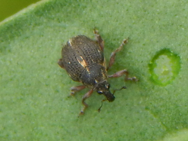 Rhinoncus leucostigma (Marsham, 1802)