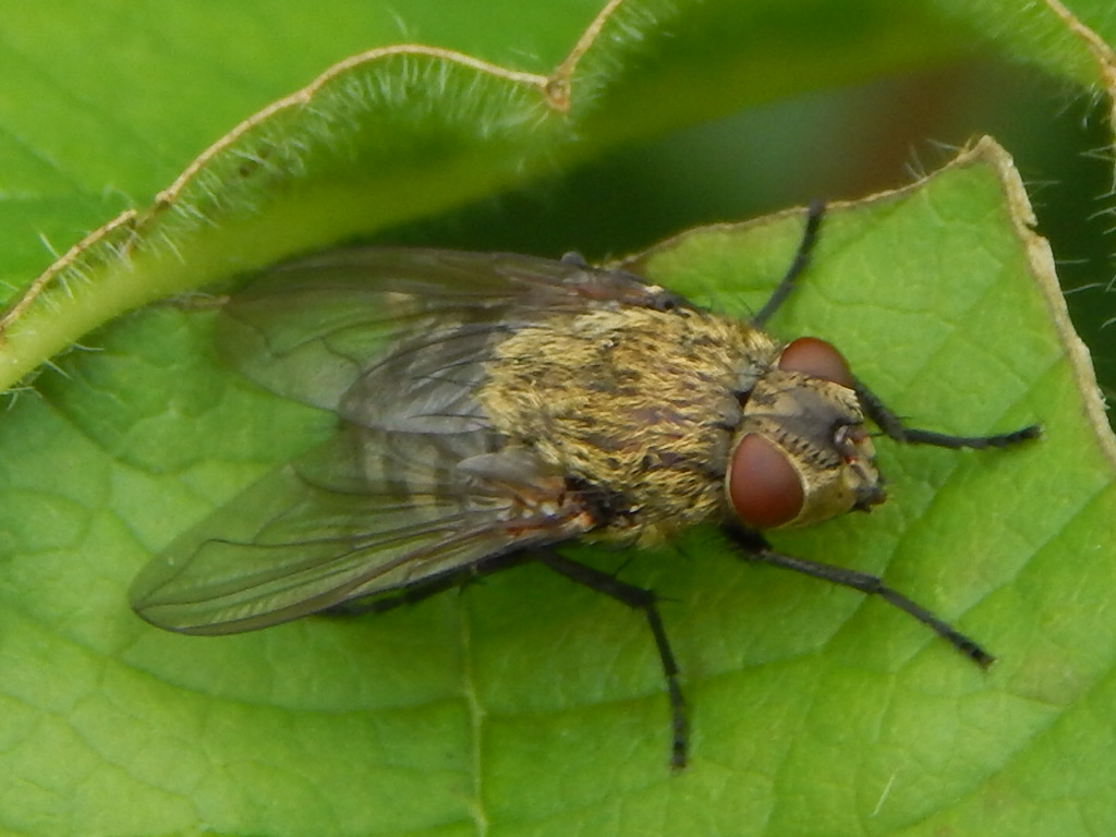 Pollenia